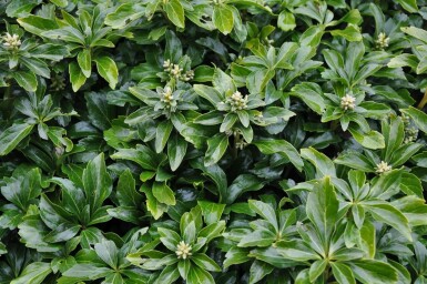 Vinterglans Pachysandra terminalis 'Green Sheen' 5-10 potte P9 Pachysandra terminalis 'Green Sheen'
