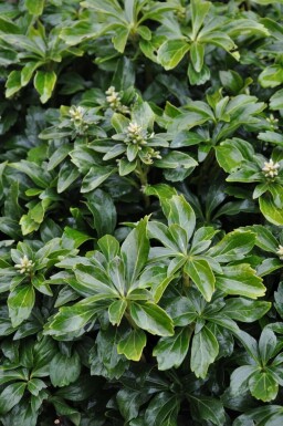Vinterglans Pachysandra terminalis 'Green Sheen' 5-10 potte P9 Pachysandra terminalis 'Green Sheen'