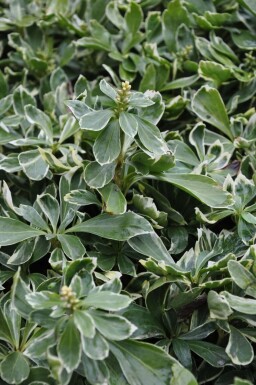 Vinterglans Pachysandra terminalis 'Variegata' 5-10 potte P9 Pachysandra terminalis 'Variegata'