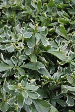 Vinterglans Pachysandra terminalis 'Variegata' 5-10 potte P9