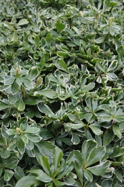 Vinterglans Pachysandra terminalis 'Variegata' 5-10 potte P9