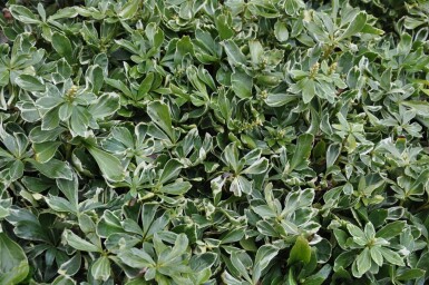 Vinterglans Pachysandra terminalis 'Variegata' 5-10 potte P9 Pachysandra terminalis 'Variegata'