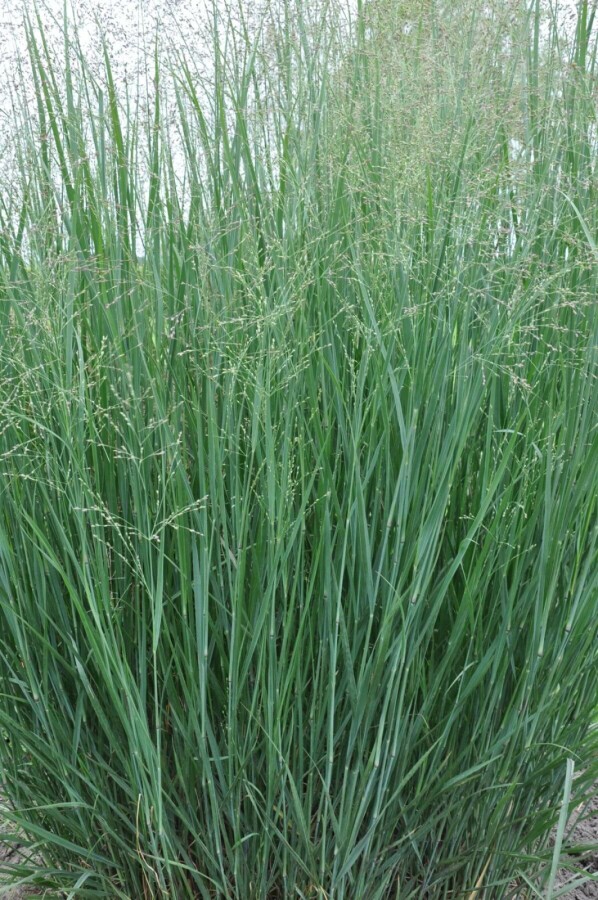 Staudehirse Panicum virgatum 'Heavy Metal' 10-15 potte C2 Panicum virgatum 'Heavy Metal'
