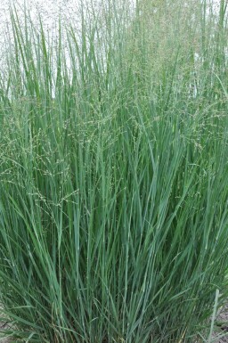Staudehirse Panicum virgatum 'Heavy Metal' 10-15 potte C2 Panicum virgatum 'Heavy Metal'