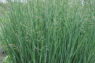 Staudehirse Panicum virgatum 'Heavy Metal' 10-15 potte C2 Panicum virgatum 'Heavy Metal'