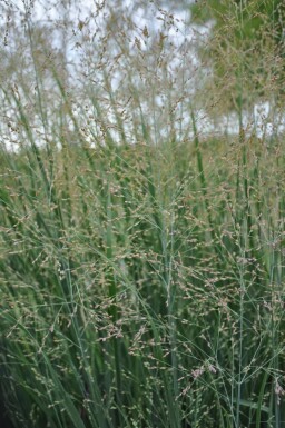 Staudehirse Panicum virgatum 'Heavy Metal' 5-10 potte P9 Panicum virgatum 'Heavy Metal'