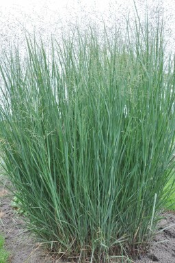 Staudehirse Panicum virgatum 'Heavy Metal' 5-10 potte P9