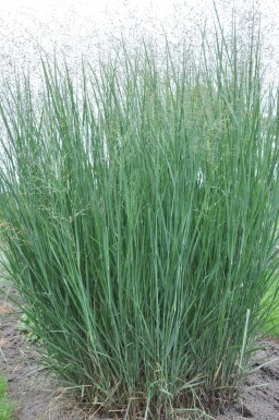 Staudehirse Panicum virgatum 'Heavy Metal' 5-10 potte P9 Panicum virgatum 'Heavy Metal'