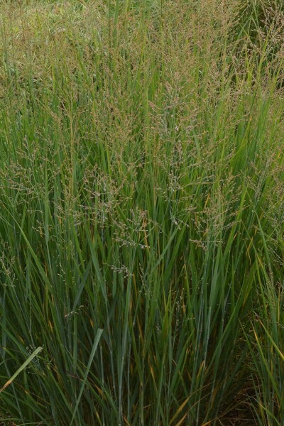 Staudehirse Panicum virgatum 'Prairy Sky' 5-10 potte P9 Panicum virgatum 'Prairy Sky'