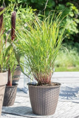 Staudehirse Panicum virgatum 'Rehbraun' 5-10 potte P9 Panicum virgatum 'Rehbraun'