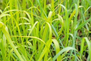 Staudehirse Panicum virgatum 'Rehbraun' 5-10 potte P9 Panicum virgatum 'Rehbraun'