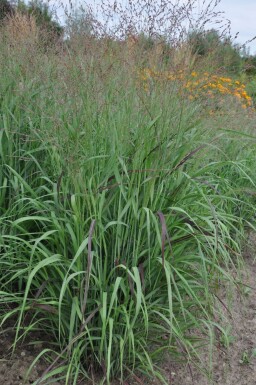Staudehirse Panicum virgatum 'Shenandoah' 5-10 potte P9 Panicum virgatum 'Shenandoah'