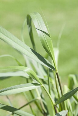 Staudehirse Panicum virgatum 'Squaw' 5-10 potte P9