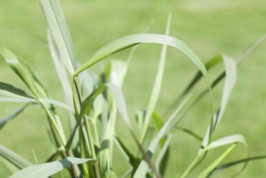 Staudehirse Panicum virgatum 'Squaw' 5-10 potte P9 Panicum virgatum 'Squaw'
