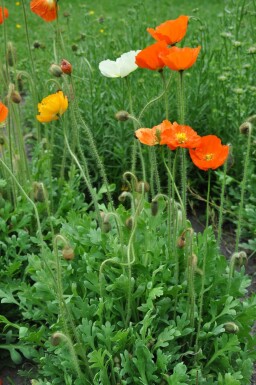 Sibirisk valmue Papaver nudicaule 'Gartenzwerg' 5-10 potte P9 Papaver nudicaule 'Gartenzwerg'