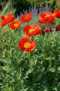 Sibirisk valmue Papaver nudicaule 'Matador' 5-10 potte P9 Papaver nudicaule 'Matador'