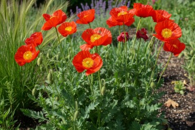 Sibirisk valmue Papaver nudicaule 'Matador' 5-10 potte P9 Papaver nudicaule 'Matador'