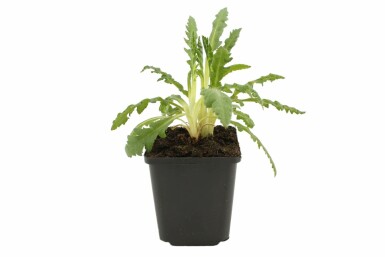 Kæmpevalmue Papaver orientale 'Allegro' 5-10 potte P9 Papaver orientale 'Allegro'