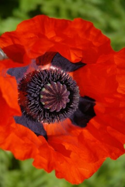 Kæmpevalmue Papaver orientale 'Brilliant' 5-10 potte P9 Papaver orientale 'Brilliant'