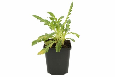 Kæmpevalmue Papaver orientale 'Princess Victoria Louise' 5-10 potte P9 Papaver orientale 'Princess Victoria Louise'