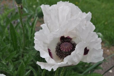 Kæmpevalmue Papaver orientale 'Royal Wedding' 5-10 potte P9 Papaver orientale 'Royal Wedding'