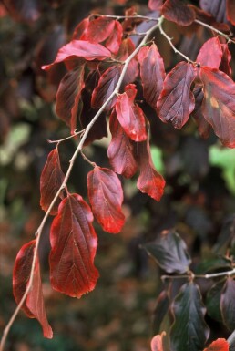 Papegøjebusk Parrotia persica busk 60-80 potte C3