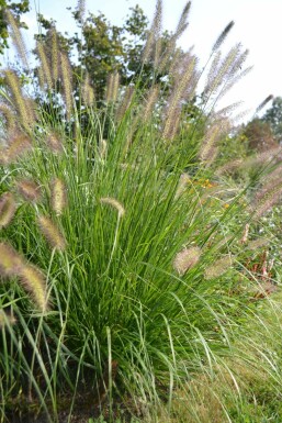 Lampepudsergræs Pennisetum alopecuroides 5-10 potte P9 Pennisetum alopecuroides