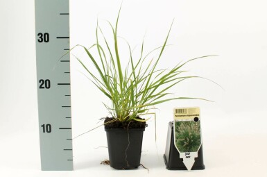Lampepudsergræs Pennisetum alopecuroides 5-10 potte P9 Pennisetum alopecuroides