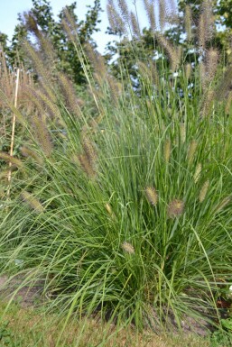 Lampepudsergræs Pennisetum alopecuroides 5-10 potte P9 Pennisetum alopecuroides