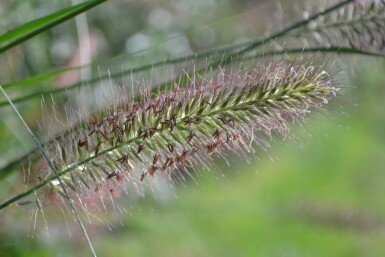 Lampepudsergræs Pennisetum alopecuroides 5-10 potte P9 Pennisetum alopecuroides