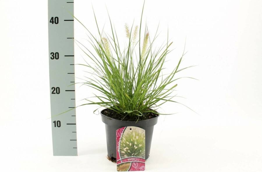 Lampepudsergræs Pennisetum alopecuroides 'Hameln' 10-15 potte C2 Pennisetum alopecuroides 'Hameln'