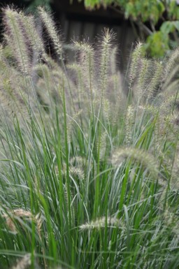 Lampepudsergræs Pennisetum alopecuroides 'Hameln' 10-15 potte C2 Pennisetum alopecuroides 'Hameln'