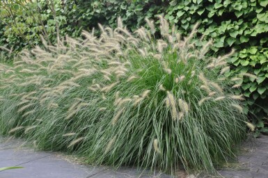 Lampepudsergræs Pennisetum alopecuroides 'Hameln' 5-10 potte P9