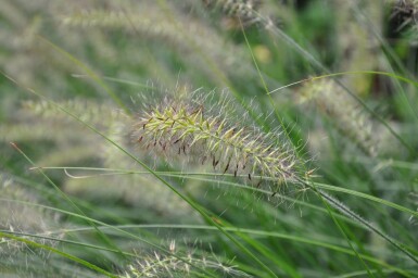 Lampepudsergræs Pennisetum alopecuroides 'Hameln' 5-10 potte P9 Pennisetum alopecuroides 'Hameln'