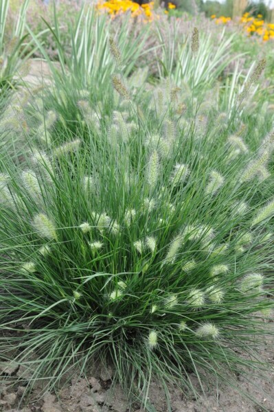 Lampepudsergræs Pennisetum alopecuroides 'Little Bunny' 5-10 potte P9 Pennisetum alopecuroides 'Little Bunny'