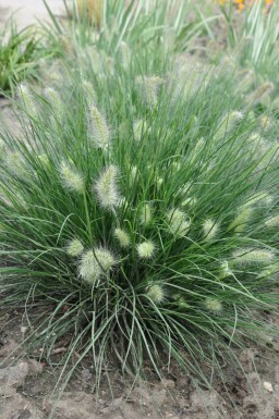 Lampepudsergræs Pennisetum alopecuroides 'Little Bunny' 5-10 potte P9