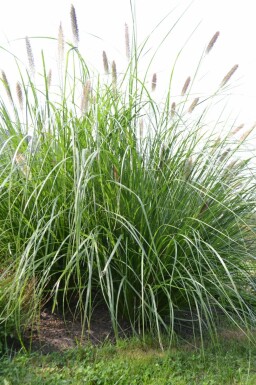 Lampepudsergræs Pennisetum alopecuroides 'Magic' 5-10 potte P9