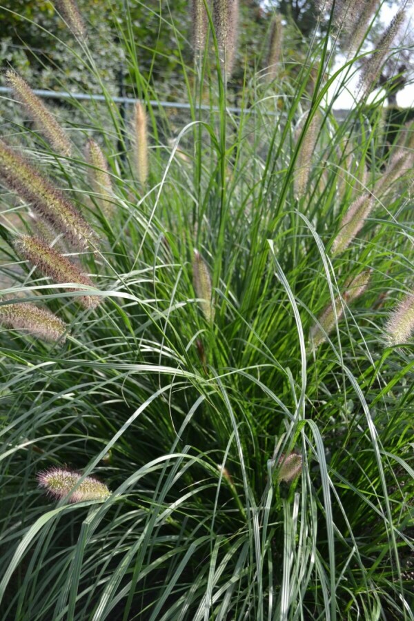 Lampepudsergræs Pennisetum alopecuroides 'Magic' 5-10 potte P9 Pennisetum alopecuroides 'Magic'
