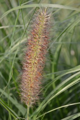 Lampepudsergræs Pennisetum alopecuroides 'Magic' 5-10 potte P9 Pennisetum alopecuroides 'Magic'
