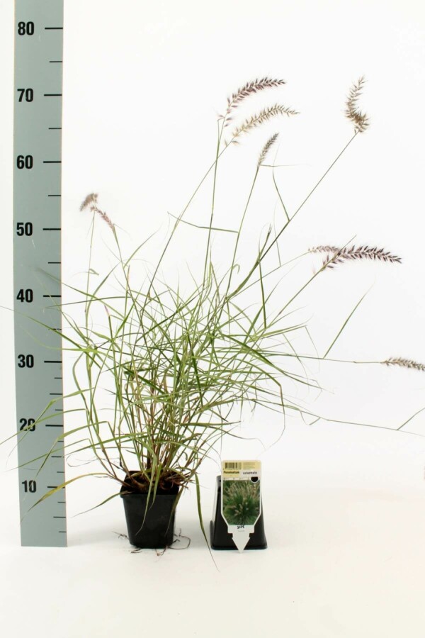 Lampepudsergræs Pennisetum orientale 5-10 potte P9 Pennisetum orientale