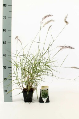 Lampepudsergræs Pennisetum orientale 5-10 potte P9