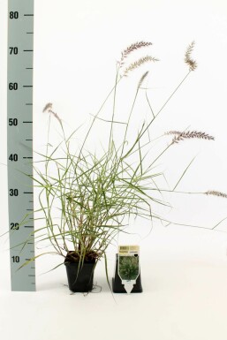 Lampepudsergræs Pennisetum orientale 5-10 potte P9 Pennisetum orientale
