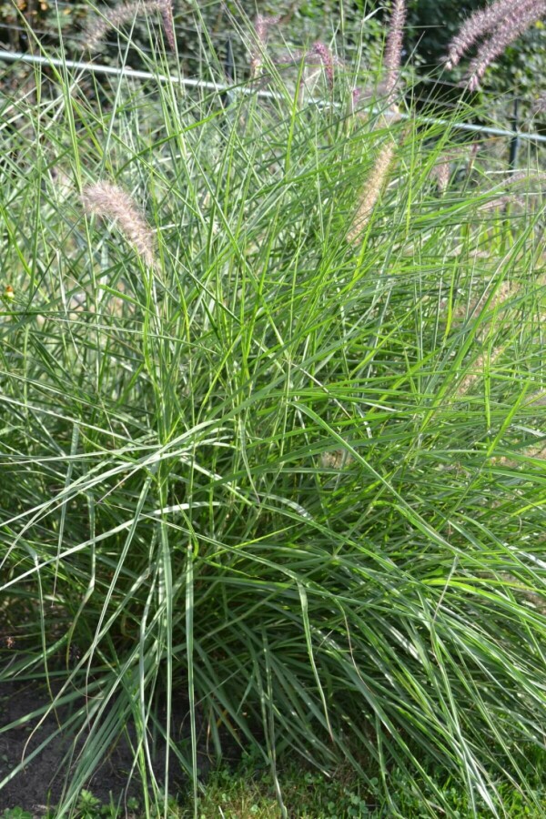 Lampepudsergræs Pennisetum orientale 5-10 potte P9 Pennisetum orientale