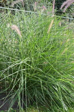 Lampepudsergræs Pennisetum orientale 5-10 potte P9