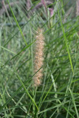 Lampepudsergræs Pennisetum orientale 5-10 potte P9 Pennisetum orientale