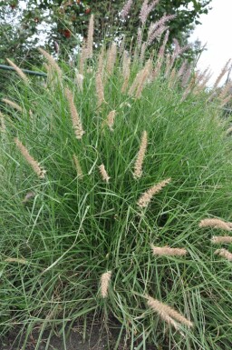 Lampepudsergræs Pennisetum orientale 5-10 potte P9 Pennisetum orientale