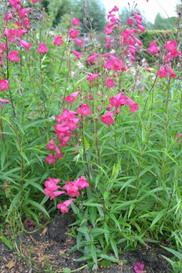 Rørblomst Penstemon 'Andenken an F. Hahn' 5-10 potte P9 Penstemon 'Andenken an F. Hahn'