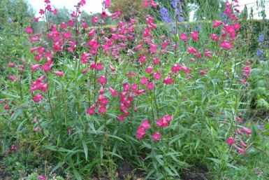 Rørblomst Penstemon 'Andenken an F. Hahn' 5-10 potte P9