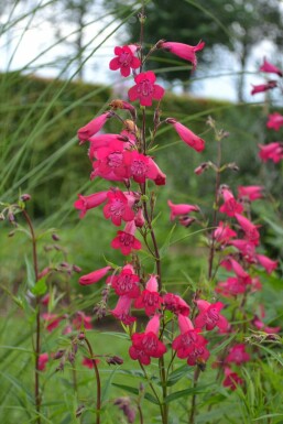 Rørblomst Penstemon 'Andenken an F. Hahn' 5-10 potte P9