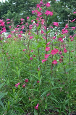 Rørblomst Penstemon 'Andenken an F. Hahn' 5-10 potte P9